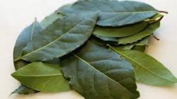 Laurel